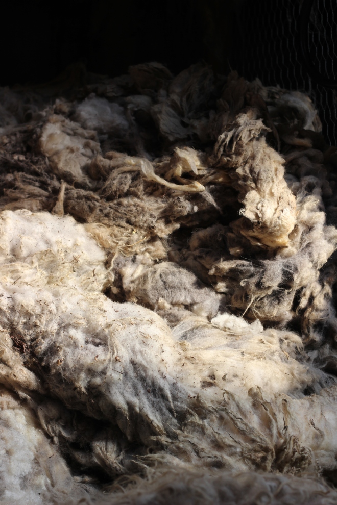 Shetland Fleeces waiting to be sorted in our Woolstore